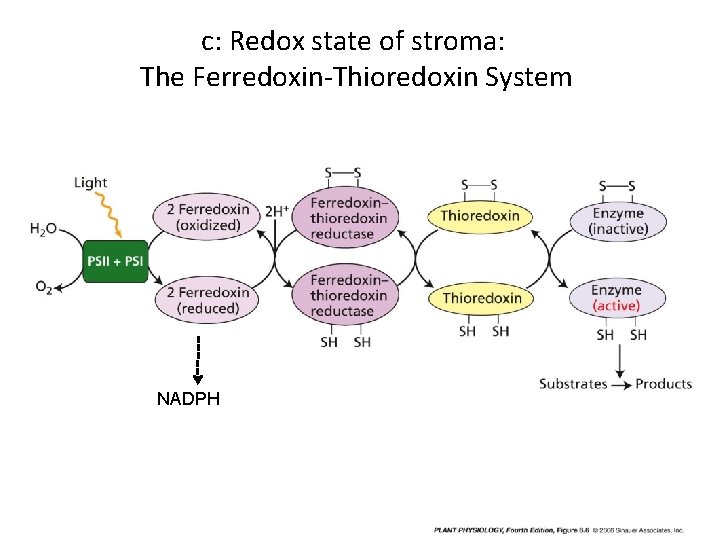 c: Redox state of stroma: The Ferredoxin-Thioredoxin System NADPH 