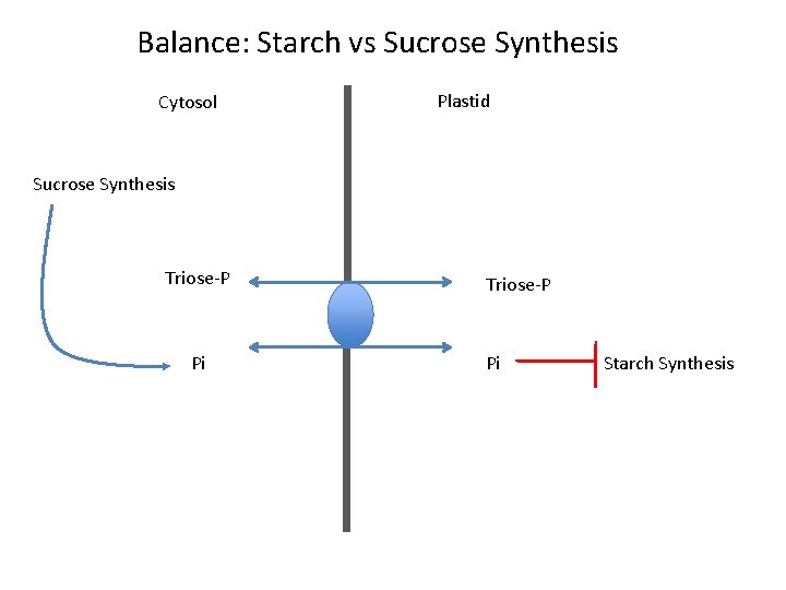 Balance: Starch vs Sucrose Synthesis Cytosol Plastid Sucrose Synthesis Triose-P Pi Starch Synthesis 