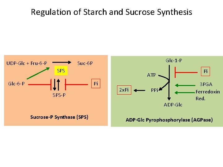 Regulation of Starch and Sucrose Synthesis UDP-Glc + Fru-6 -P Glc-1 -P Suc-6 P