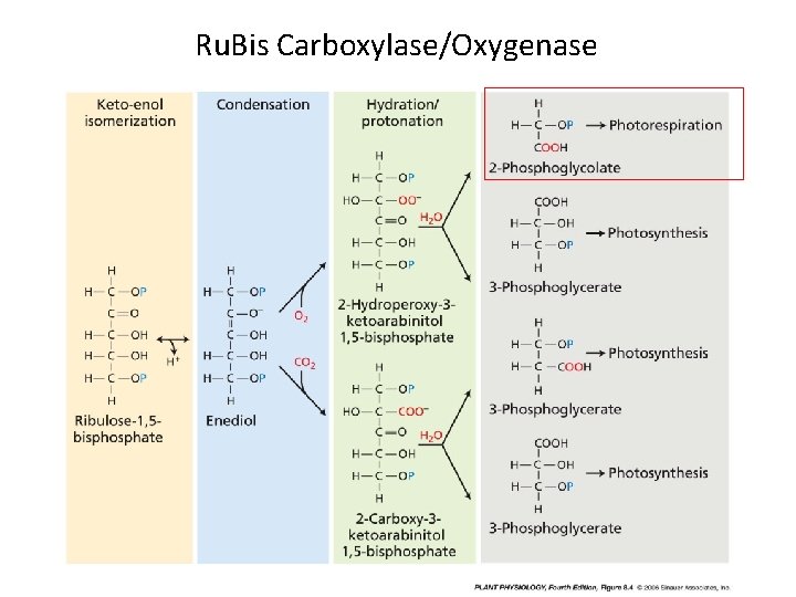 Ru. Bis Carboxylase/Oxygenase 
