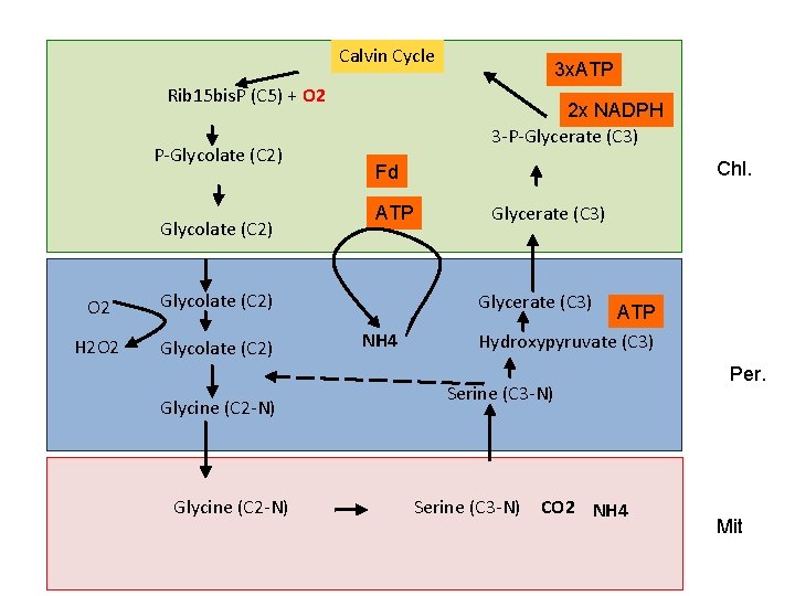 Calvin Cycle Rib 15 bis. P (C 5) + O 2 P-Glycolate (C 2)