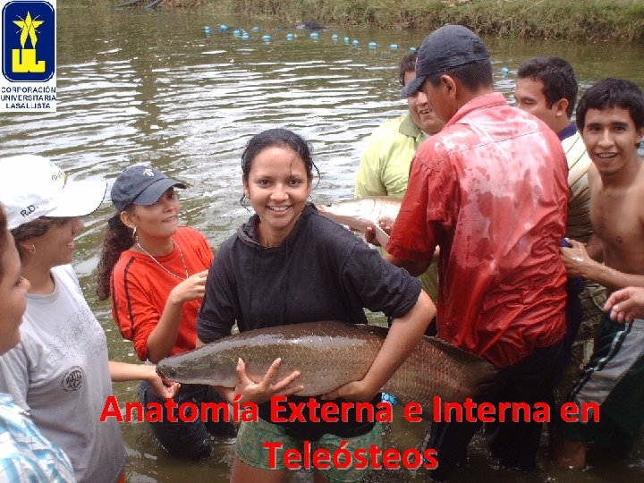 Anatomía Externa e Interna en Teleósteos 