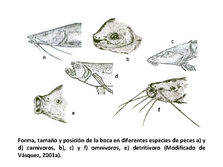 Forma, tamaño y posición de la boca en diferentes especies de peces a) y