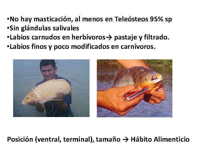  • No hay masticación, al menos en Teleósteos 95% sp • Sin glándulas