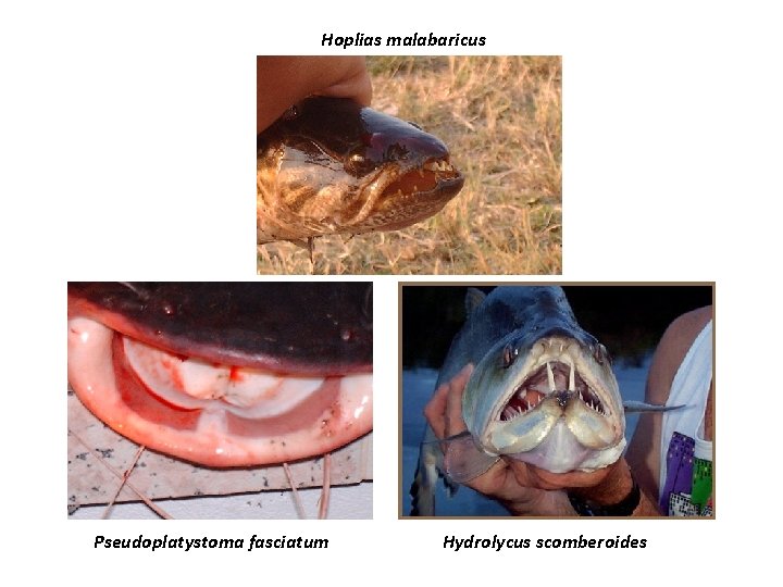 Hoplias malabaricus Pseudoplatystoma fasciatum Hydrolycus scomberoides 