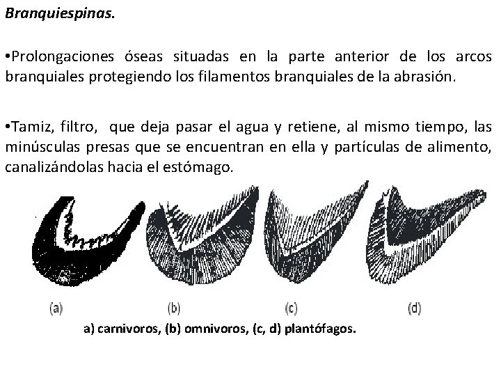 Branquiespinas. • Prolongaciones óseas situadas en la parte anterior de los arcos branquiales protegiendo