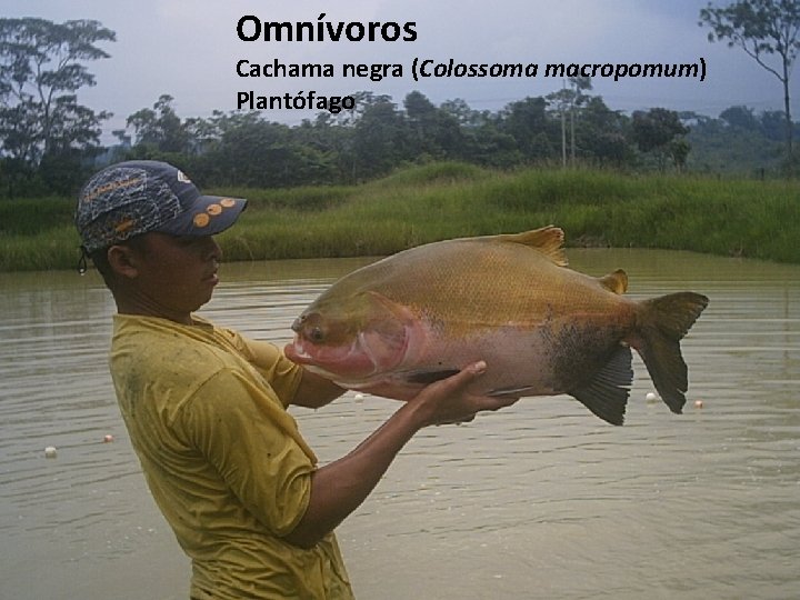 Omnívoros Cachama negra (Colossoma macropomum) Plantófago 