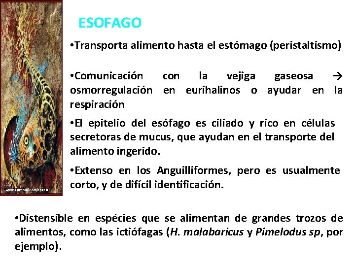 ESOFAGO • Transporta alimento hasta el estómago (peristaltismo) • Comunicación con la vejiga gaseosa
