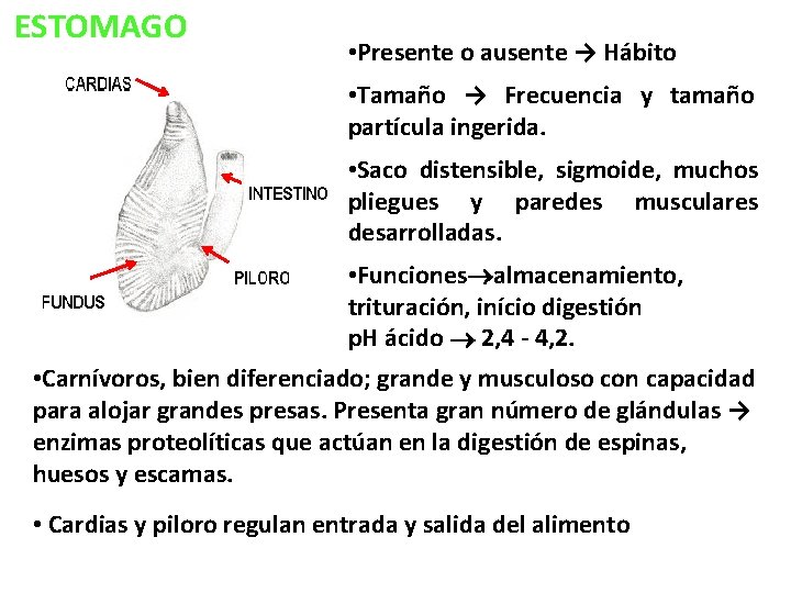 ESTOMAGO • Presente o ausente → Hábito • Tamaño → Frecuencia y tamaño partícula