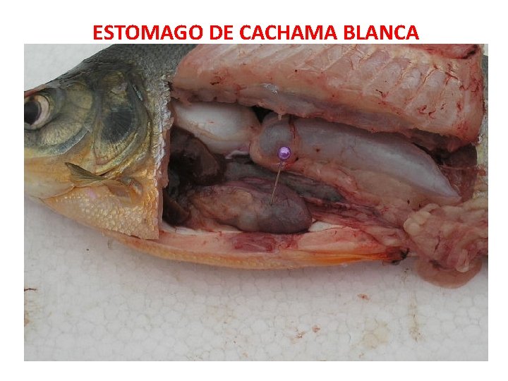 ESTOMAGO DE CACHAMA BLANCA 
