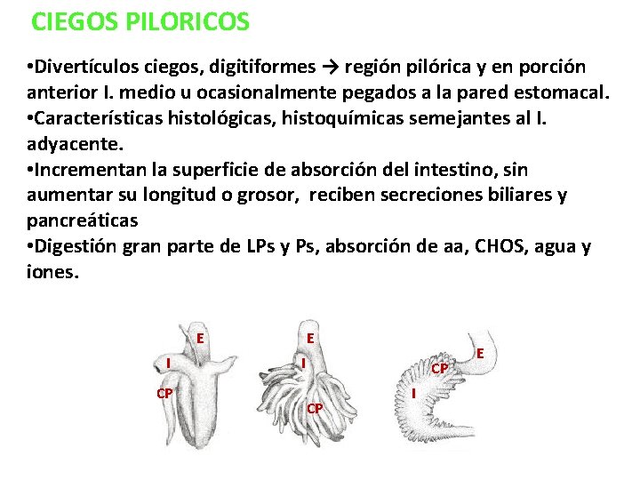 CIEGOS PILORICOS • Divertículos ciegos, digitiformes → región pilórica y en porción anterior I.