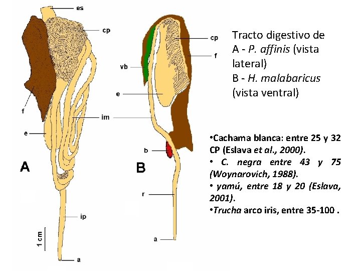 Tracto digestivo de A - P. affinis (vista lateral) B - H. malabaricus (vista