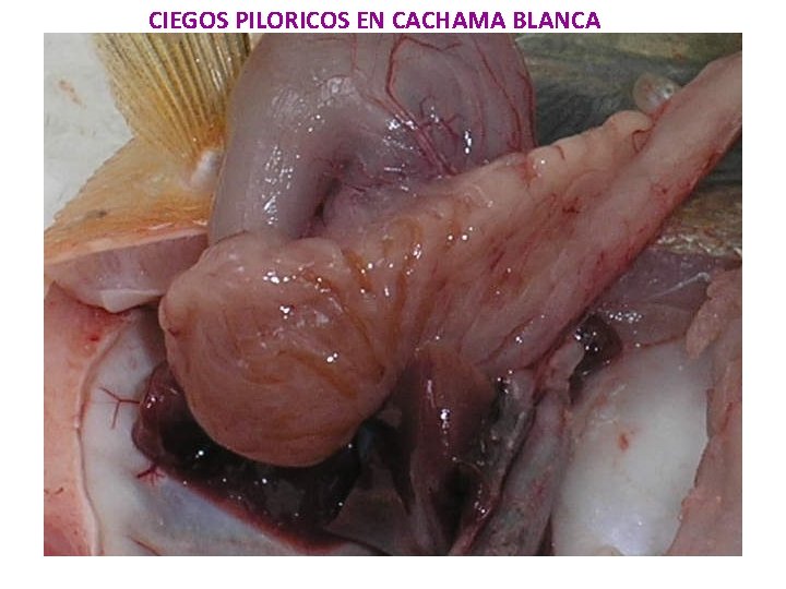 CIEGOS PILORICOS EN CACHAMA BLANCA 