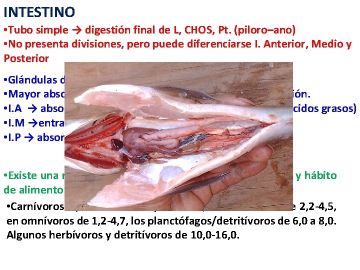 INTESTINO • Tubo simple → digestión final de L, CHOS, Pt. (piloro–ano) • No