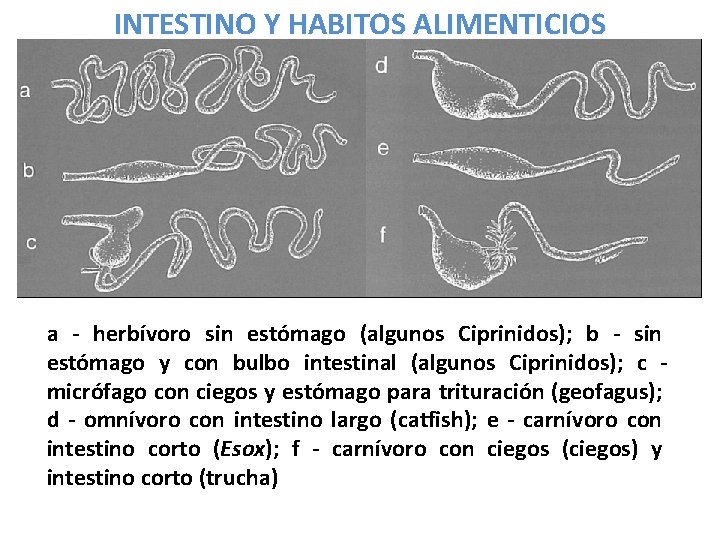 INTESTINO Y HABITOS ALIMENTICIOS a - herbívoro sin estómago (algunos Ciprinidos); b - sin