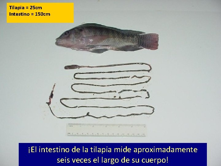 Tilapia = 25 cm Intestino = 150 cm ¡El intestino de la tilapia mide