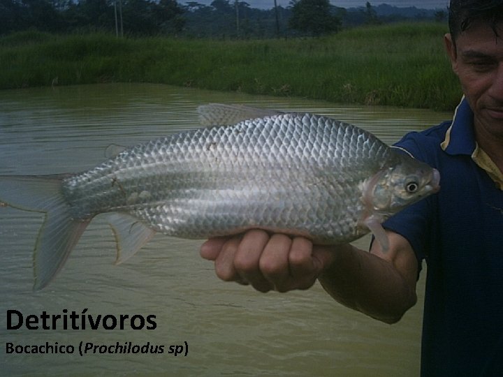 Detritívoros Bocachico (Prochilodus sp) 