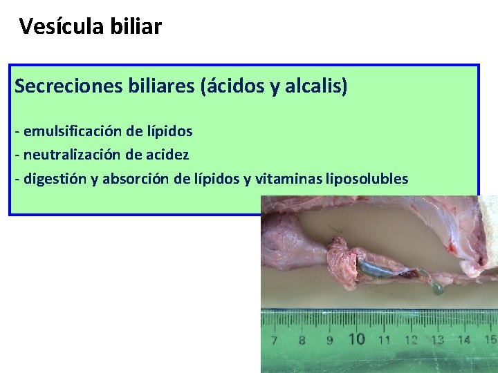 Vesícula biliar Secreciones biliares (ácidos y alcalis) - emulsificación de lípidos - neutralización de