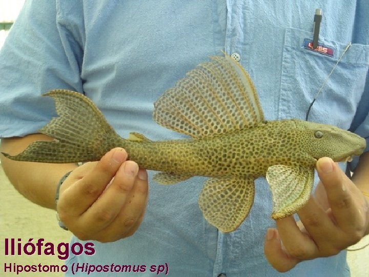 Iliófagos Hipostomo (Hipostomus sp) 