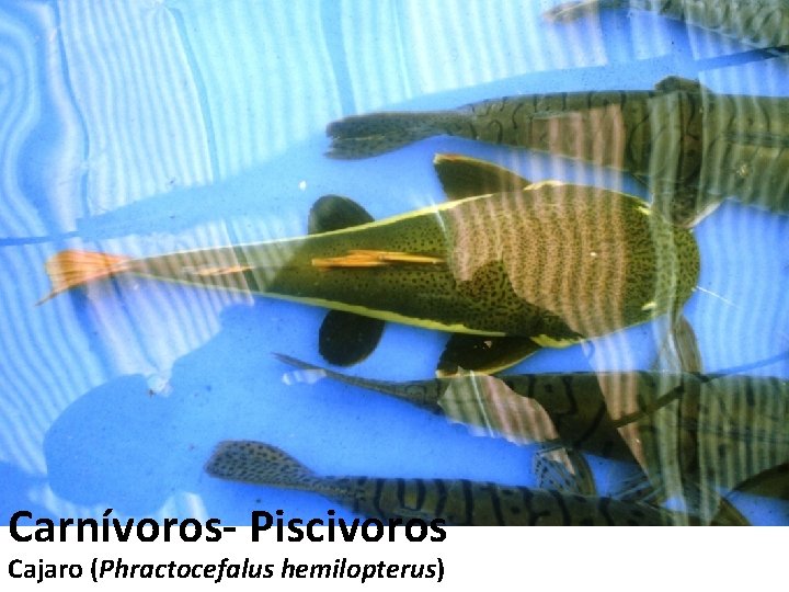 Carnívoros- Piscivoros Cajaro (Phractocefalus hemilopterus) 