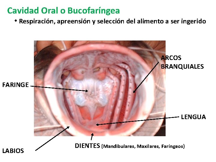 Cavidad Oral o Bucofaríngea • Respiración, apreensión y selección del alimento a ser ingerido