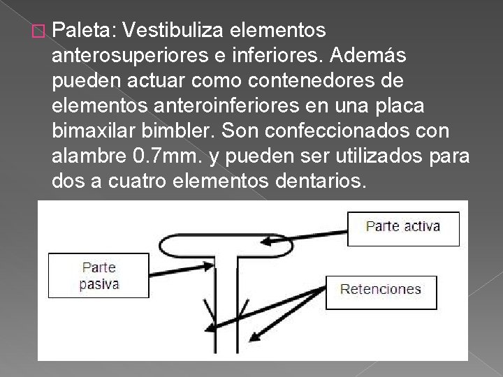 � Paleta: Vestibuliza elementos anterosuperiores e inferiores. Además pueden actuar como contenedores de elementos � Paleta: Vestibuliza elementos anterosuperiores e inferiores. Además pueden actuar como contenedores de elementos