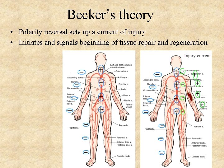 Becker’s theory • Polarity reversal sets up a current of injury • Initiates and