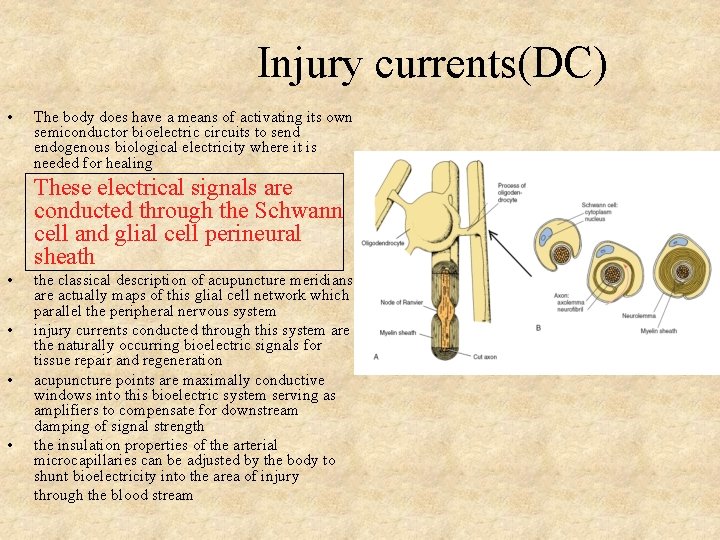 Injury currents(DC) • The body does have a means of activating its own semiconductor