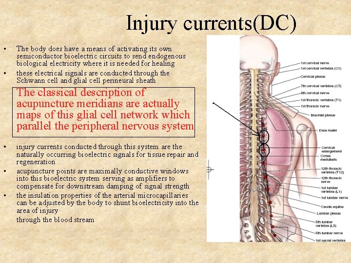 Injury currents(DC) • • The body does have a means of activating its own