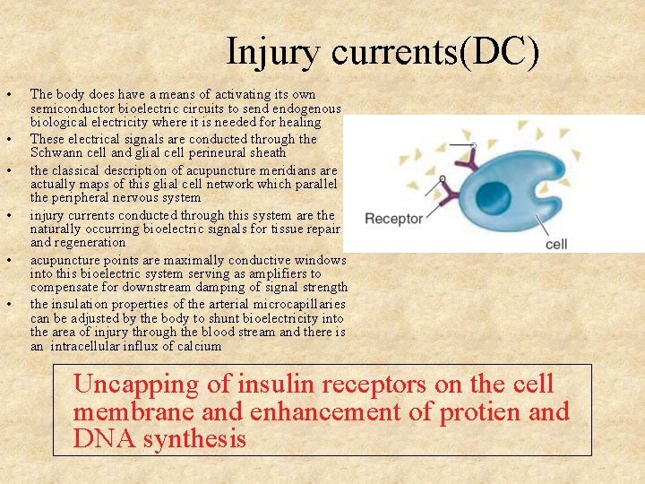 Injury currents(DC) • • • The body does have a means of activating its