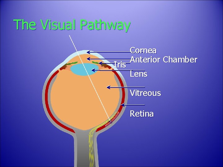 The Visual Pathway Iris Cornea Anterior Chamber Lens Vitreous Retina 