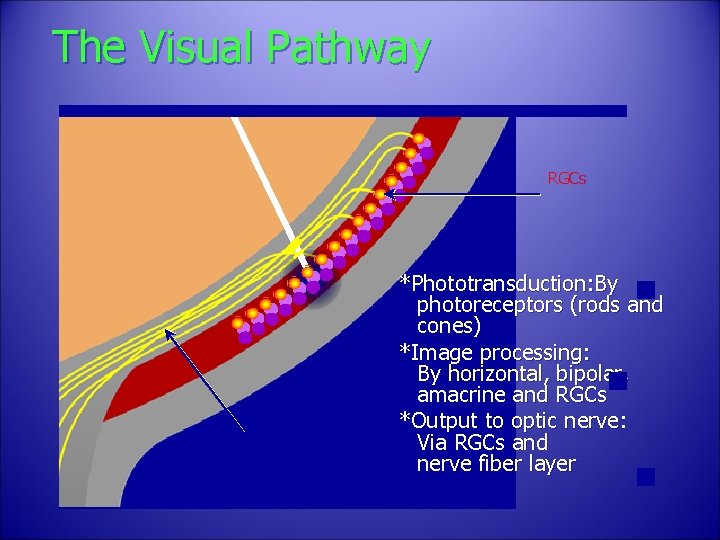 The Visual Pathway RGCs Nerve Fibers *Phototransduction: By photoreceptors (rods and cones) *Image processing: