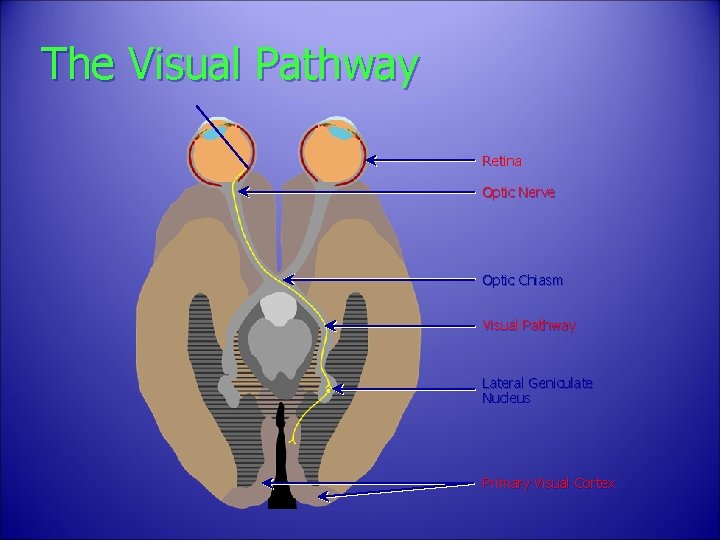 The Visual Pathway Retina Optic Nerve Optic Chiasm Visual Pathway Lateral Geniculate Nucleus Primary