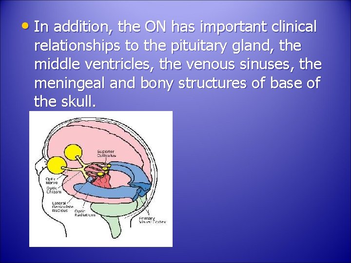  • In addition, the ON has important clinical relationships to the pituitary gland,