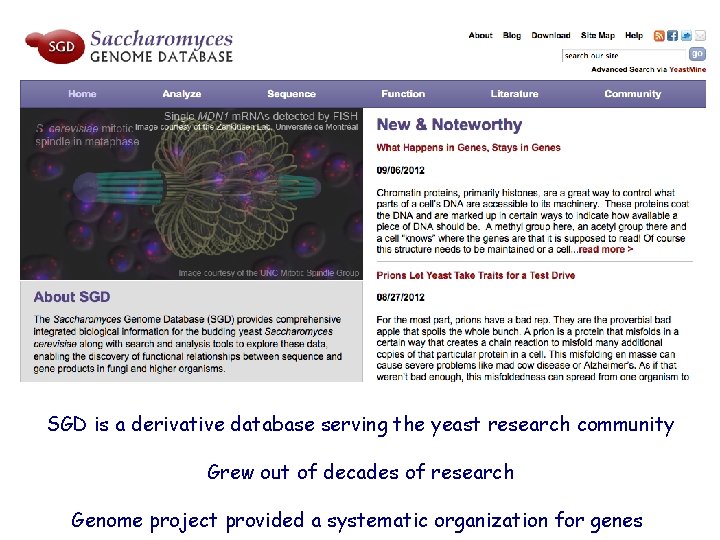 SGD is a derivative database serving the yeast research community Grew out of decades SGD is a derivative database serving the yeast research community Grew out of decades