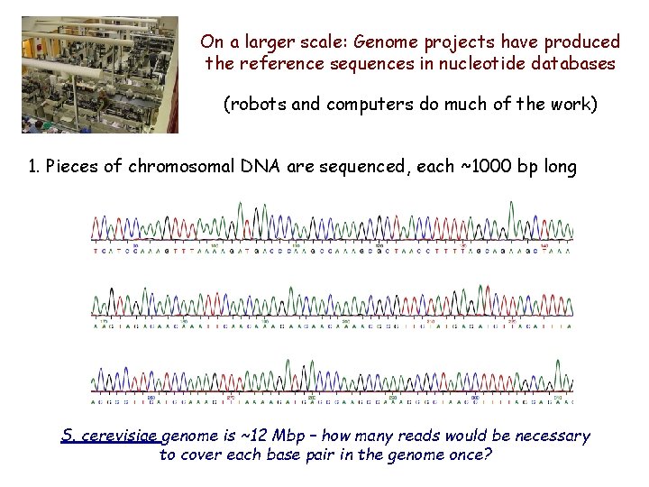 On a larger scale: Genome projects have produced the reference sequences in nucleotide databases On a larger scale: Genome projects have produced the reference sequences in nucleotide databases