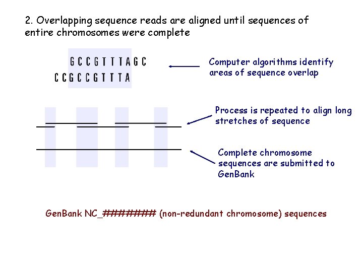 2. Overlapping sequence reads are aligned until sequences of entire chromosomes were complete Computer 2. Overlapping sequence reads are aligned until sequences of entire chromosomes were complete Computer