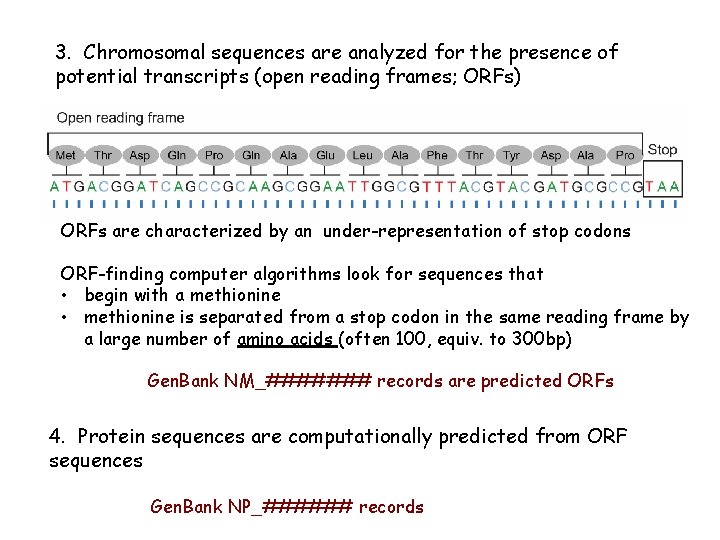 3. Chromosomal sequences are analyzed for the presence of potential transcripts (open reading frames; 3. Chromosomal sequences are analyzed for the presence of potential transcripts (open reading frames;