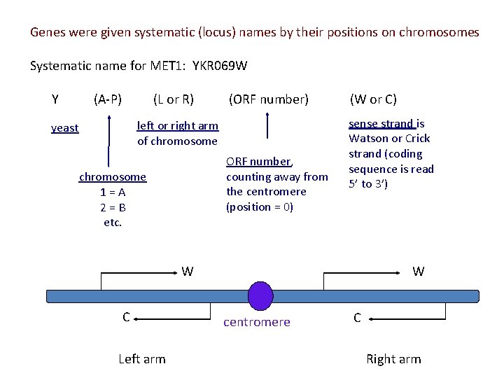 Genes were given systematic (locus) names by their positions on chromosomes Systematic name for Genes were given systematic (locus) names by their positions on chromosomes Systematic name for