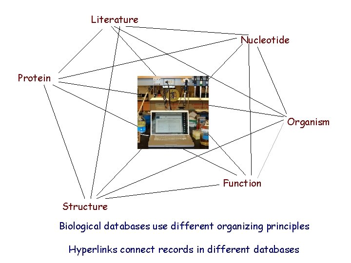 Literature Nucleotide Protein Organism Function Structure Biological databases use different organizing principles Hyperlinks connect Literature Nucleotide Protein Organism Function Structure Biological databases use different organizing principles Hyperlinks connect