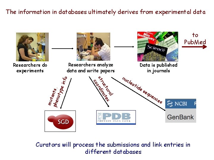 The information in databases ultimately derives from experimental data to Pub. Med Researchers analyze The information in databases ultimately derives from experimental data to Pub. Med Researchers analyze
