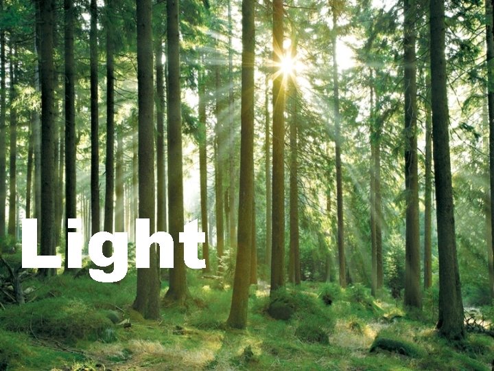 Light 