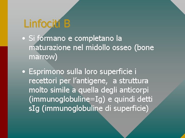 Linfociti B • Si formano e completano la maturazione nel midollo osseo (bone marrow)