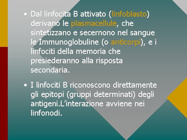  • Dal linfocita B attivato (linfoblasto) derivano le plasmacellule, che sintetizzano e secernono