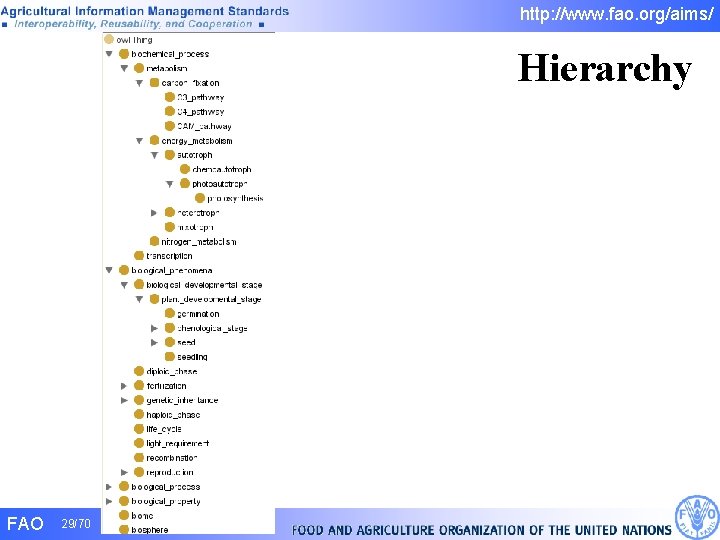 http: //www. fao. org/aims/ Hierarchy FAO 29/70 http: //www. fao. org/aims/ Hierarchy FAO 29/70
