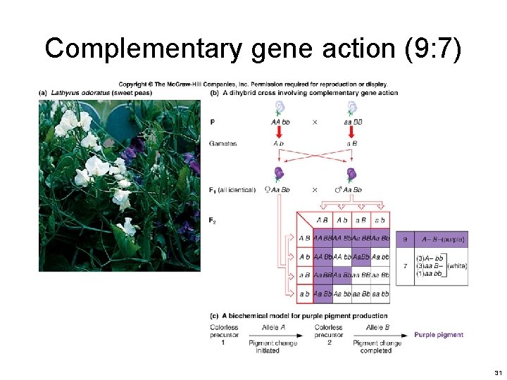 Complementary gene action (9: 7) 31 