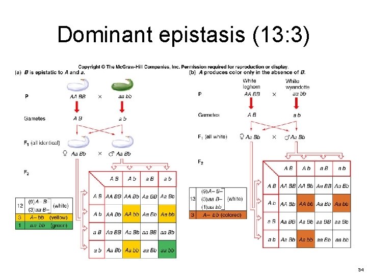 Dominant epistasis (13: 3) 34 