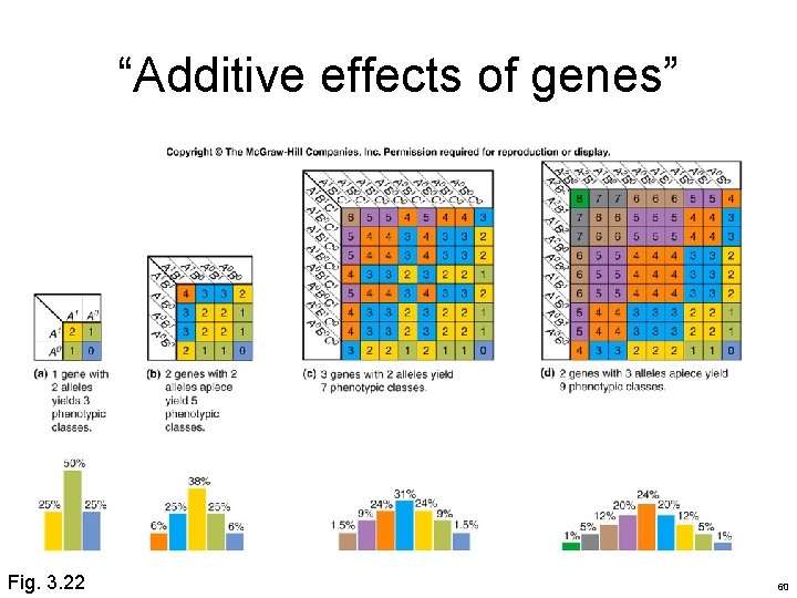 “Additive effects of genes” Fig. 3. 22 60 