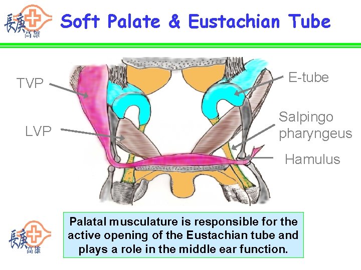 Soft Palate & Eustachian Tube TVP LVP E-tube Salpingo pharyngeus Hamulus Palatal musculature is