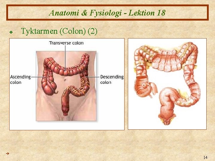 Anatomi & Fysiologi - Lektion 18 v Tyktarmen (Colon) (2) 14 